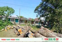 নেত্রকোণার কেন্দুয়ায় রাজনৈতিক দাপটে,গাছপালা কেটে পরিবেশের বিপর্যয়